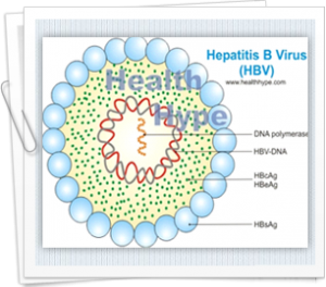 Various tests for Hepatitis B virus